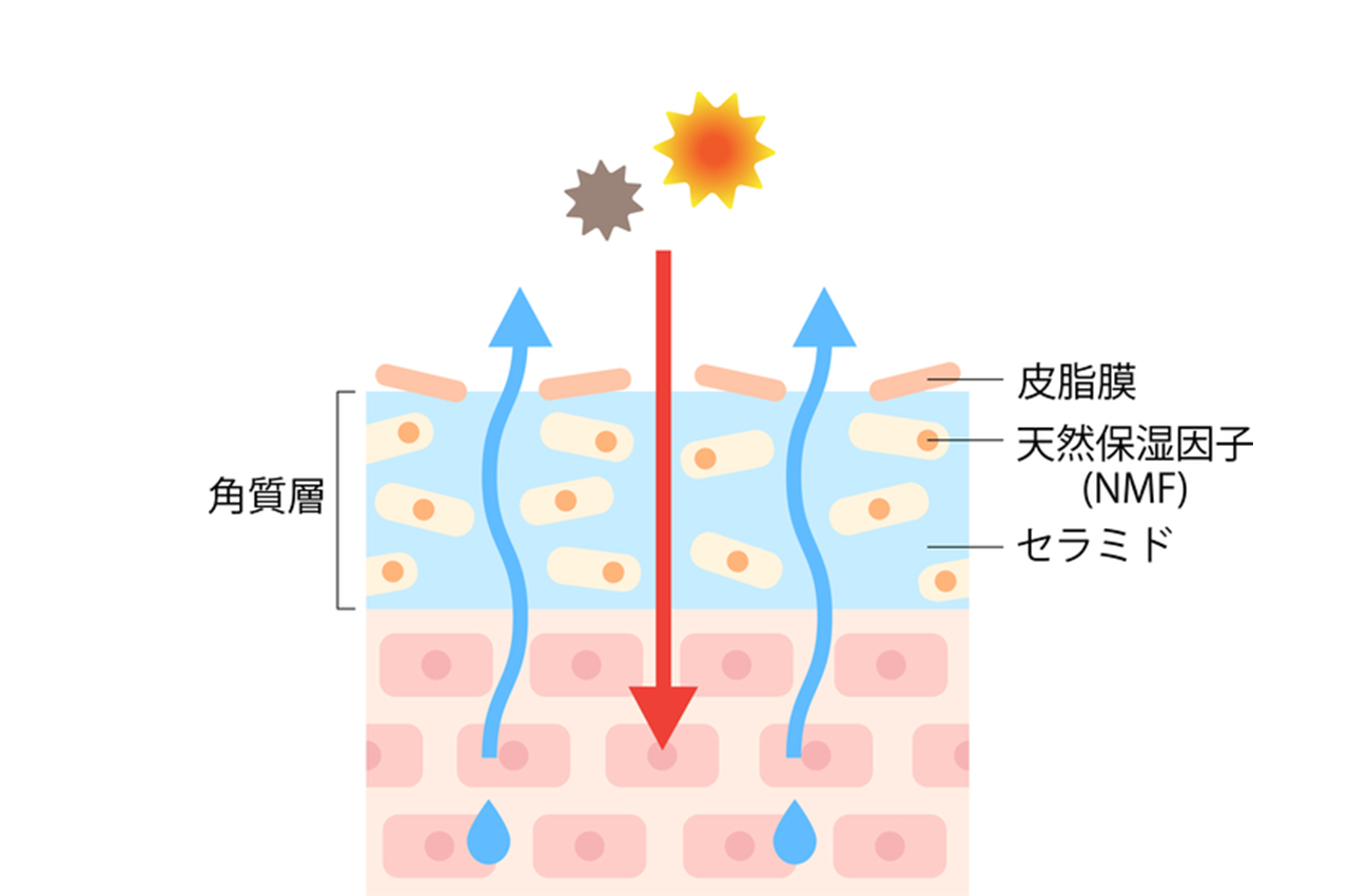 セラミド