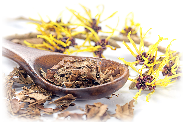 hamamelis