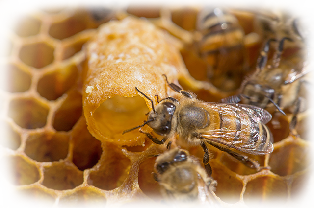 royaljelly